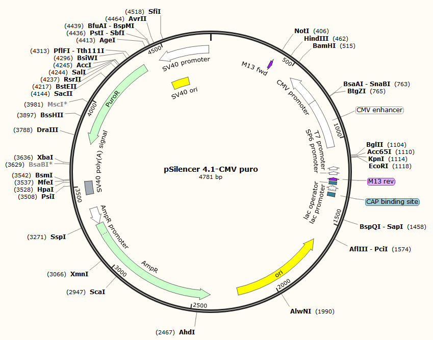 pSilencer 4.1-CMV puro