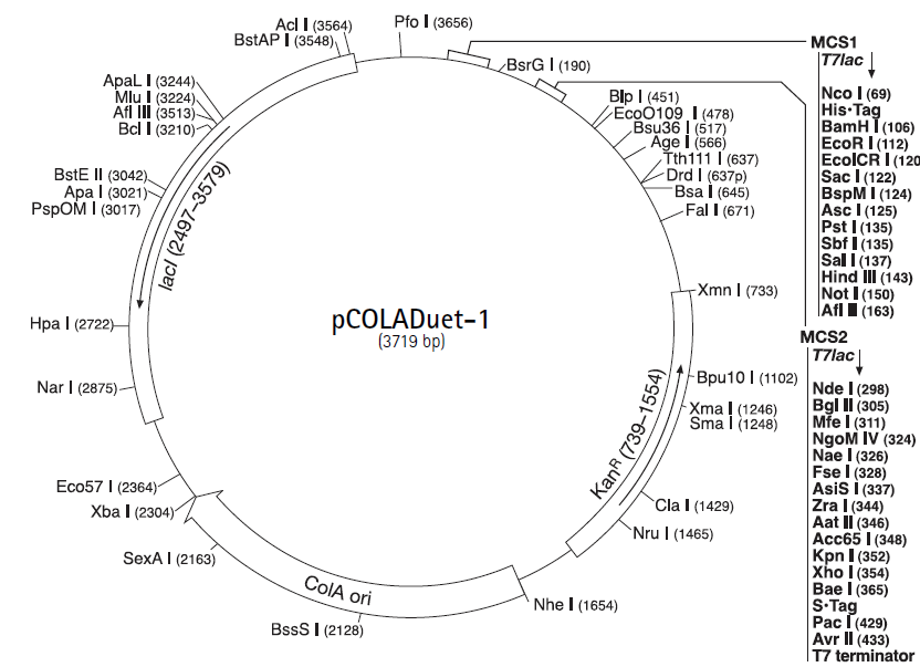 pCOLADuet-1