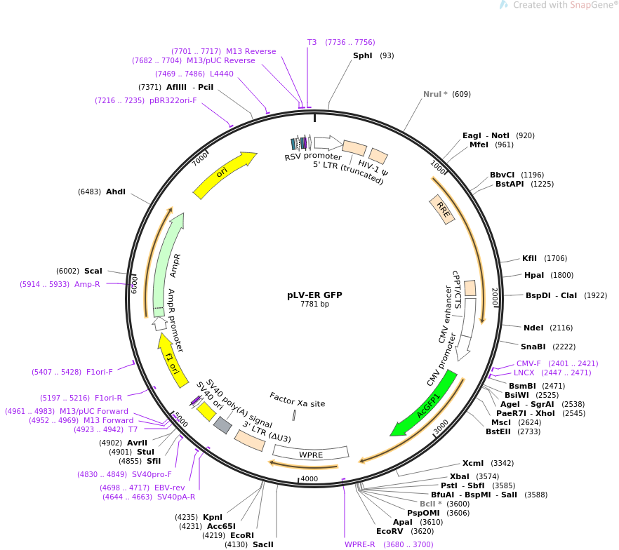 pLV-ER GFP