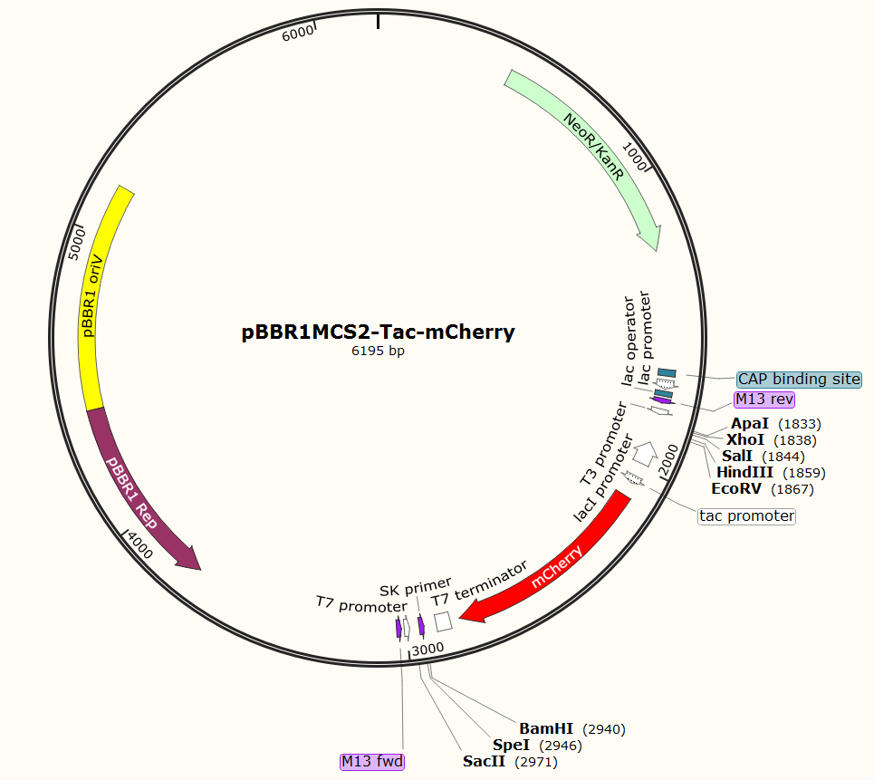 pBBR1MCS2-Tac-mcherry
