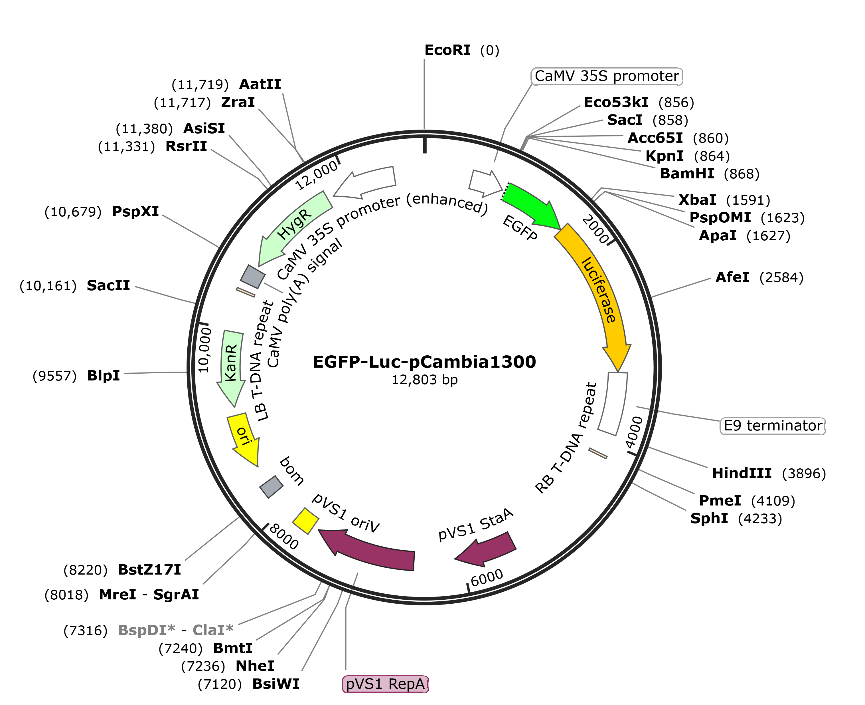 EGFP-Luc-pCambia1300