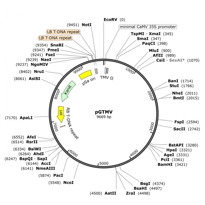 pGTMV