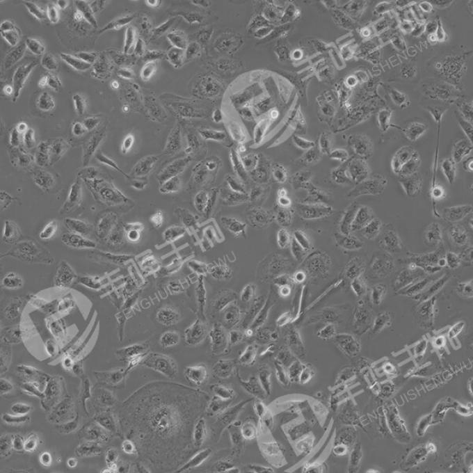 786-O细胞（人肾透明细胞腺癌细胞）