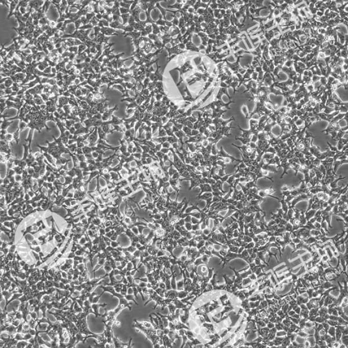 AAV-293细胞（人胚肾细胞）