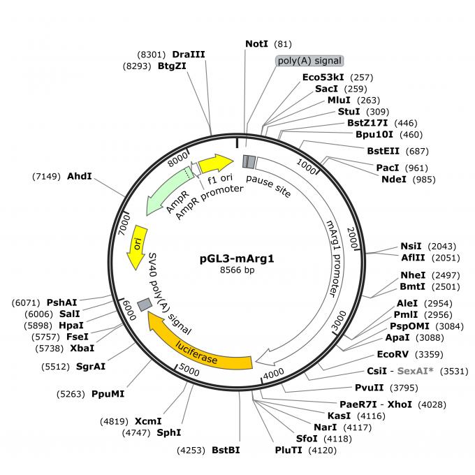 pCDNA3.1-3&times;FLAG-VENUS