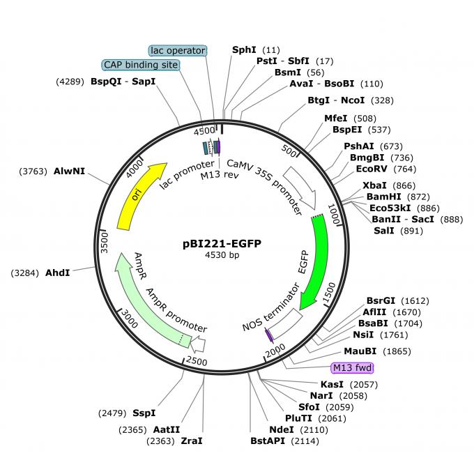pBI221-EGFP