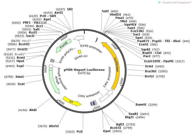 pMIR-REPORT Luciferase