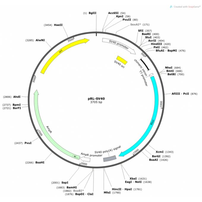 pRL-SV40
