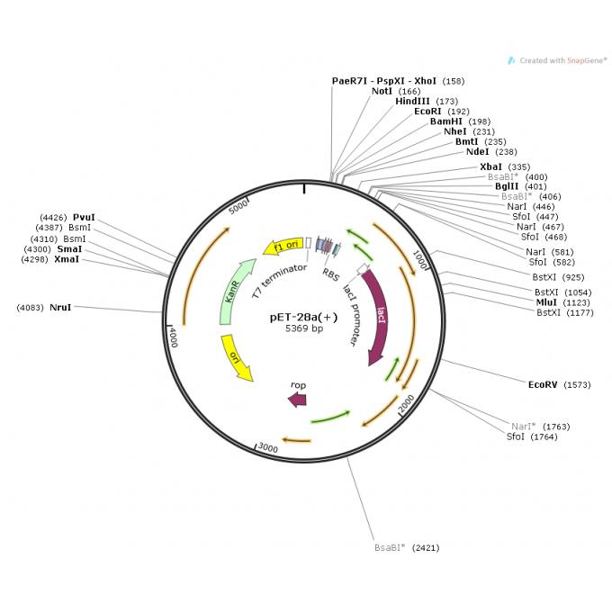 pET-28a(+)