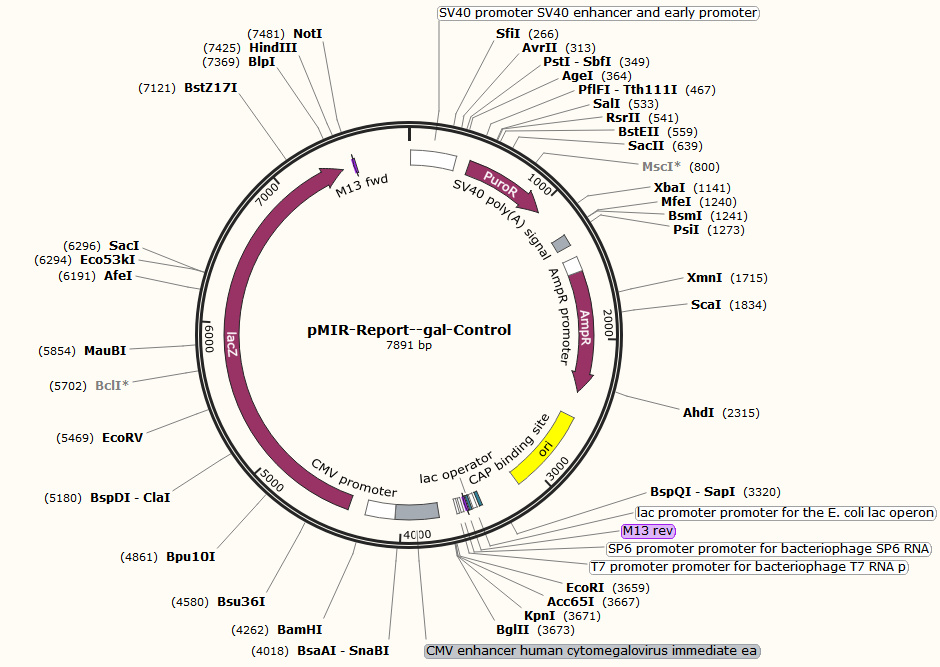 pMIR-REPORT &beta;-gal Control