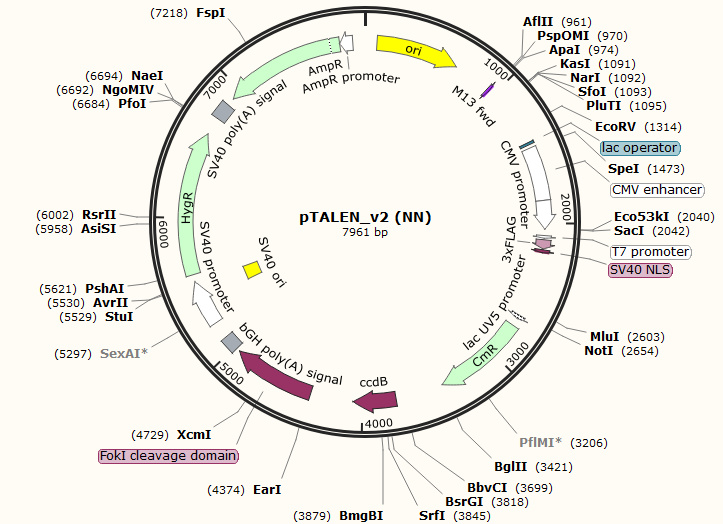 pTALEN_v2 (NN)
