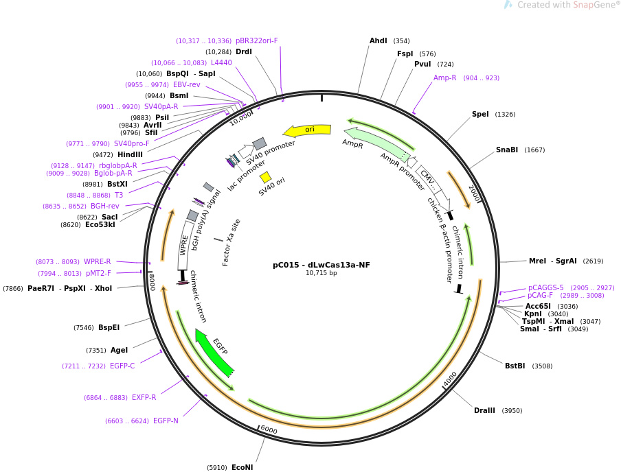 pC015 - dLwCas13a-NF  