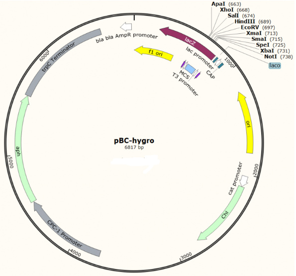 pBC-Hygro