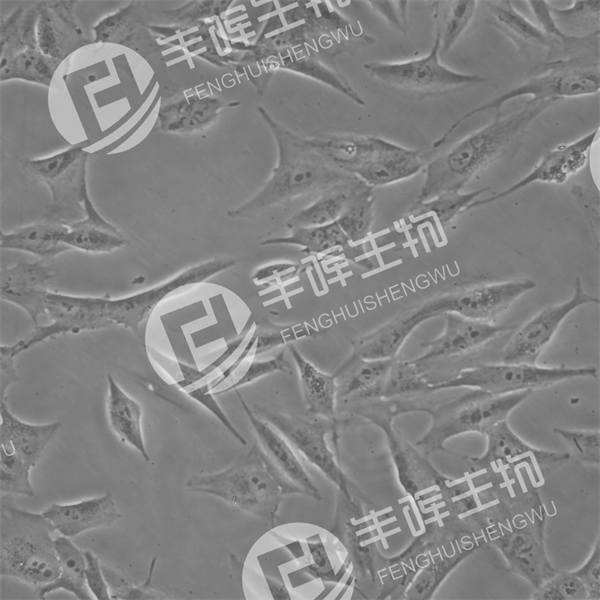 MG-63细胞（人成骨肉瘤细胞）