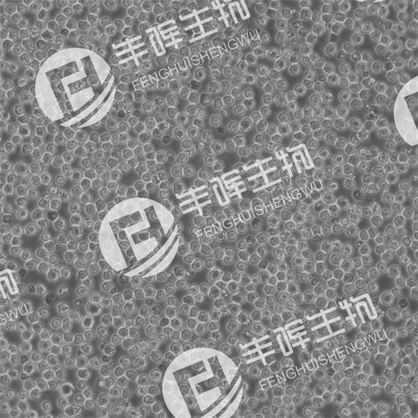 MOLM-13细胞（人急性骨髓白血病细胞）