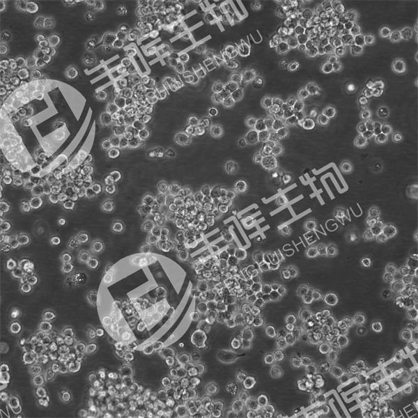ANA-1细胞（小鼠巨噬细胞）