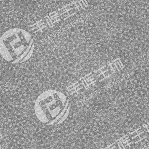 AE-1细胞（小鼠杂交瘤细胞）