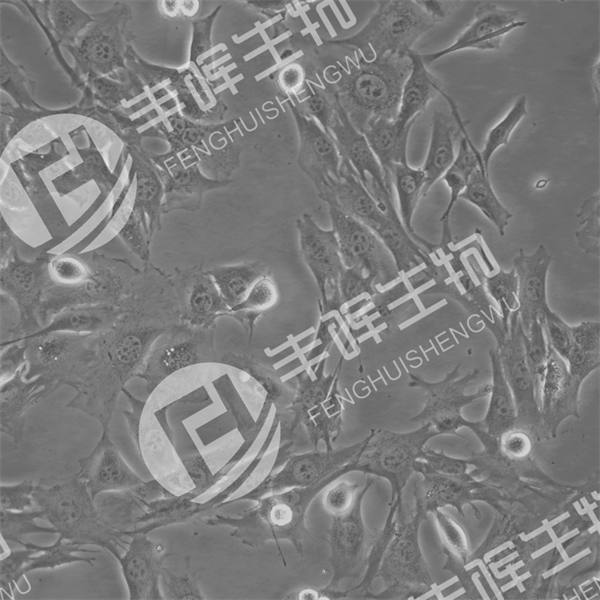 HL-1细胞（小鼠心房肌细胞）