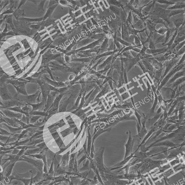 HBZY-1细胞（大鼠肾小球系膜细胞）