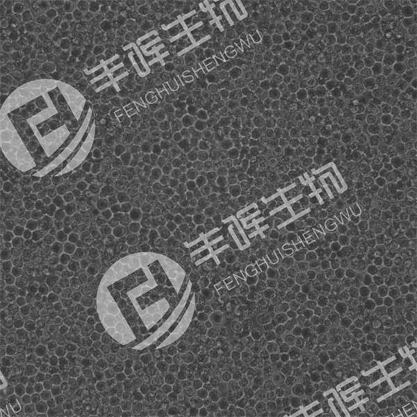 MV-4-11细胞（人髓性单核细胞白血病细胞）