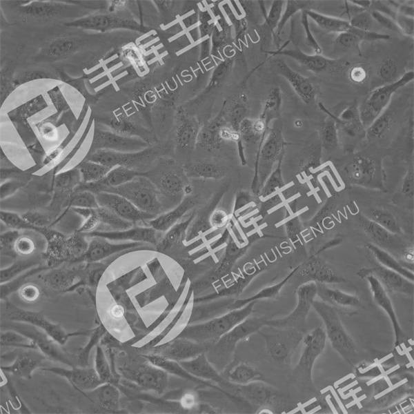 HS-5细胞（人骨髓基质细胞）
