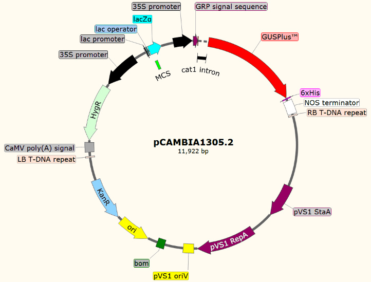 pCambia1305.2