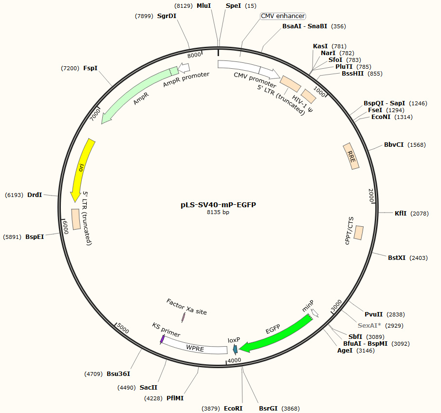 gene-pCDH-CMV-MCS-GFP