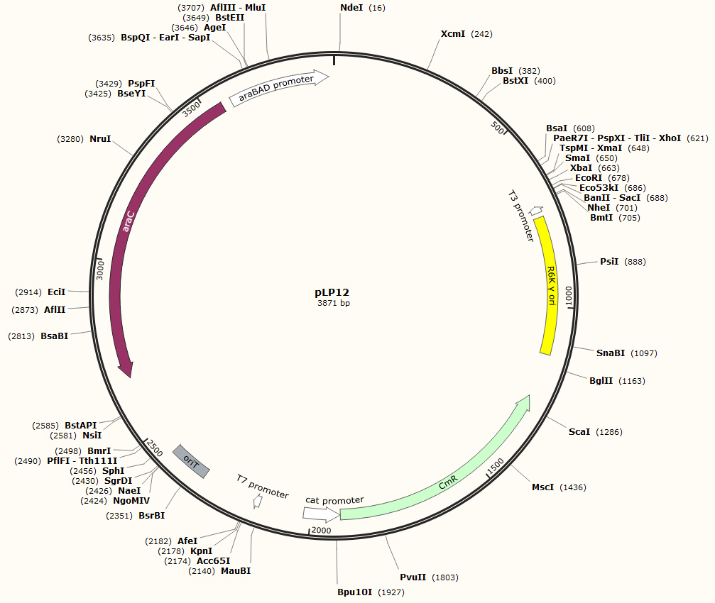 pLP12