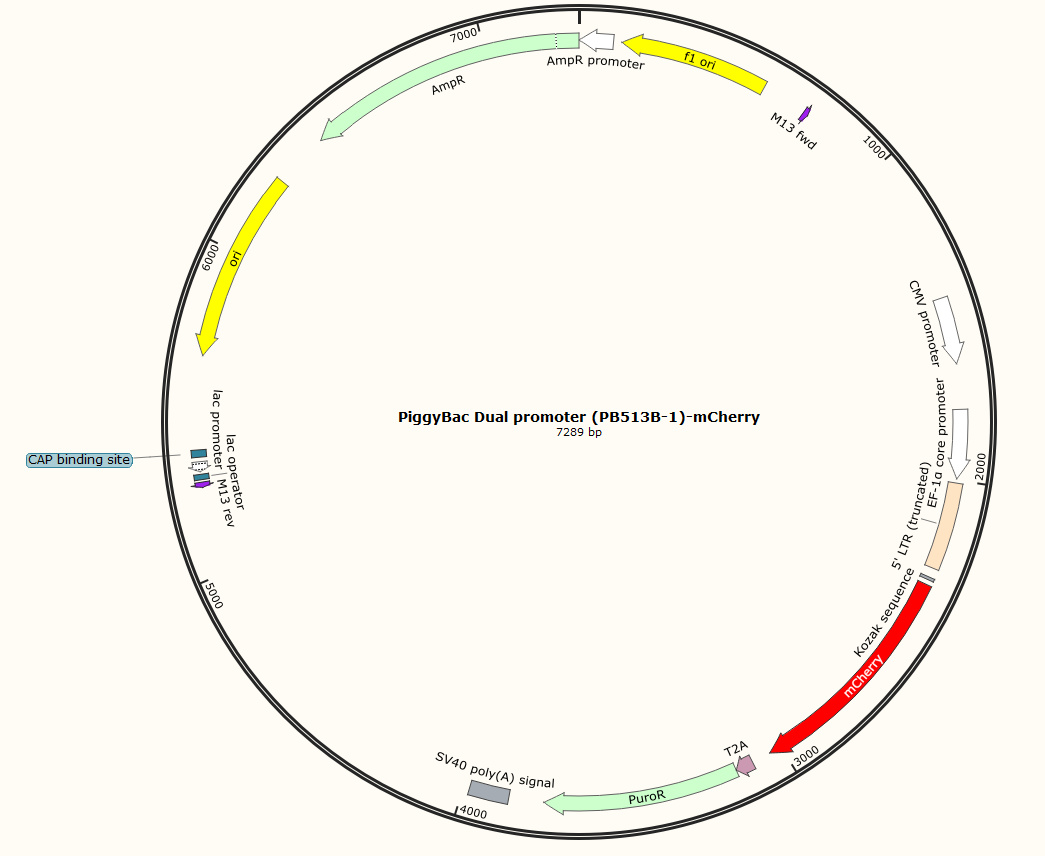 PiggyBac Dual promoter (PB513B-1)-mCherry