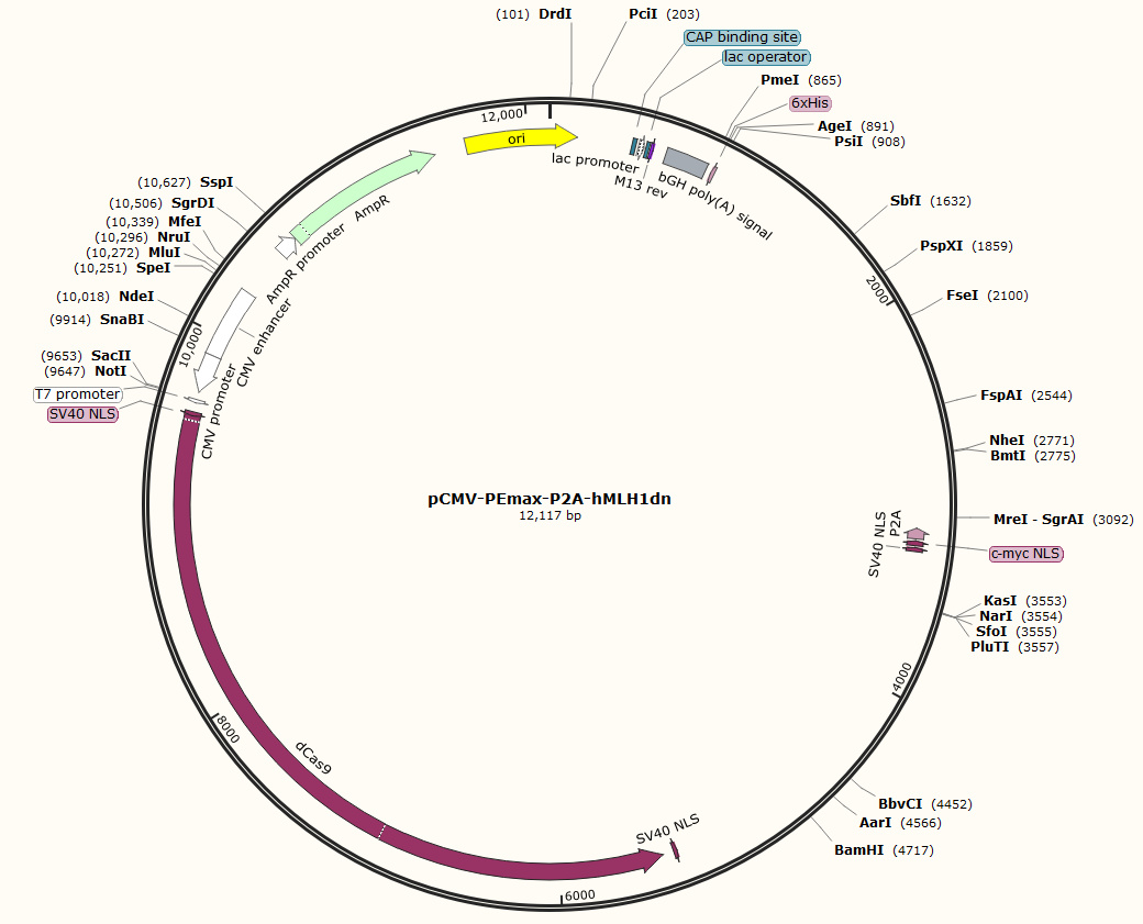 pCMV-PEmax-P2A-hMLH1dn