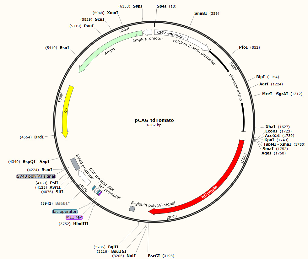 pCAG-tdTomato