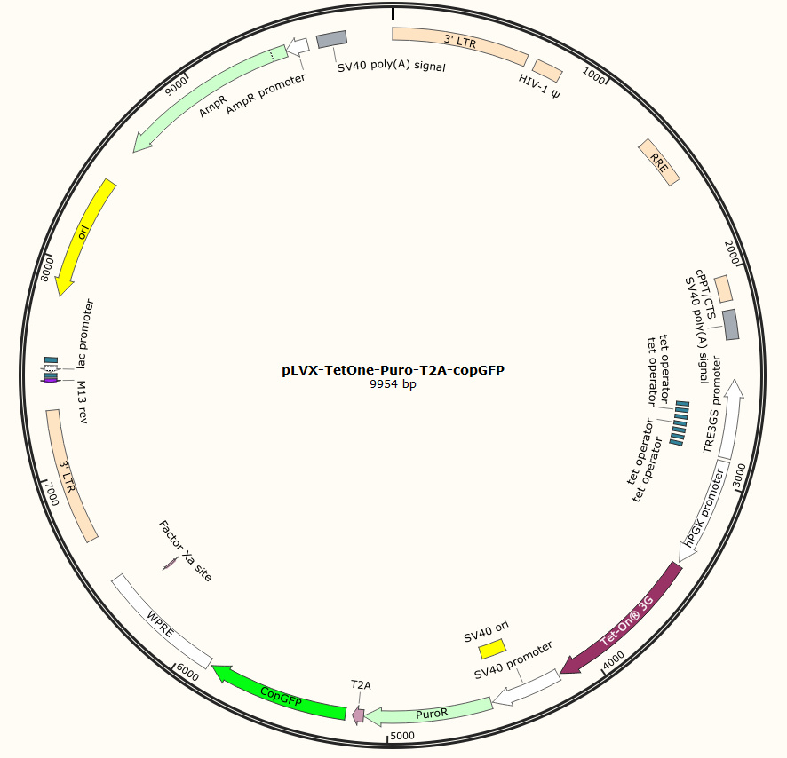 pLVX-TetOne-Puro-T2A-copGFP
