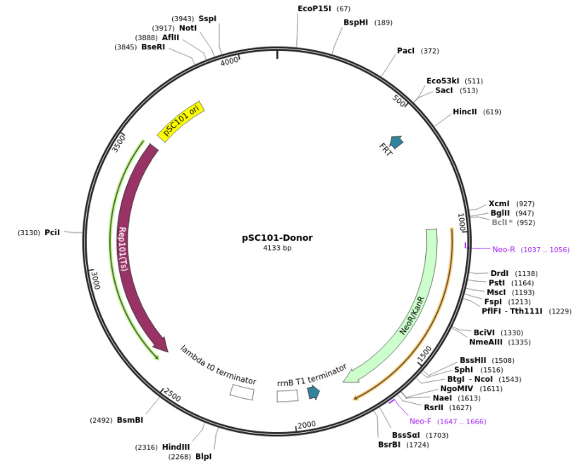 pSC101-Donor