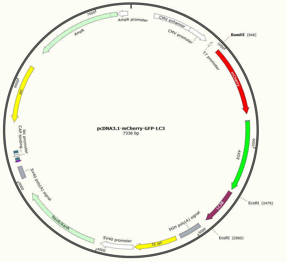 pcDNA3.1-mCherry-GFP-LC3