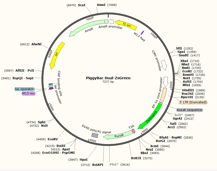 PiggyBac Dual-ZsGreen