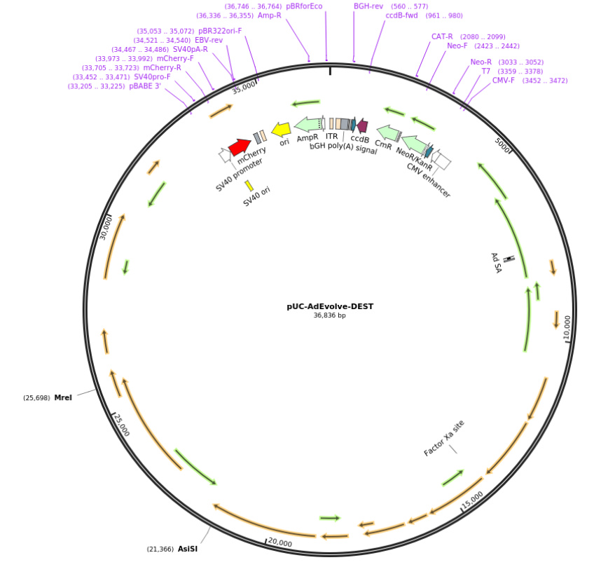pUC-AdEvolve-DEST