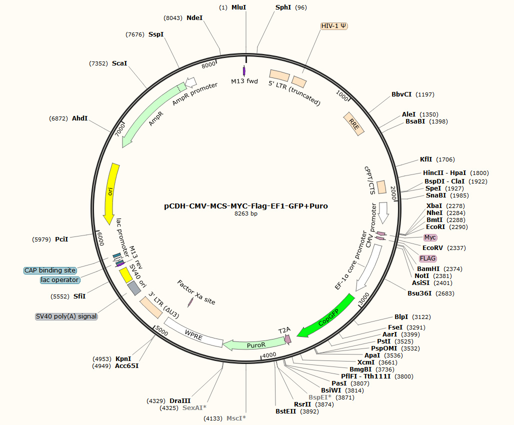 pCDH-CMV-MCS-MYC-Flag-EF1-GFP+Puro