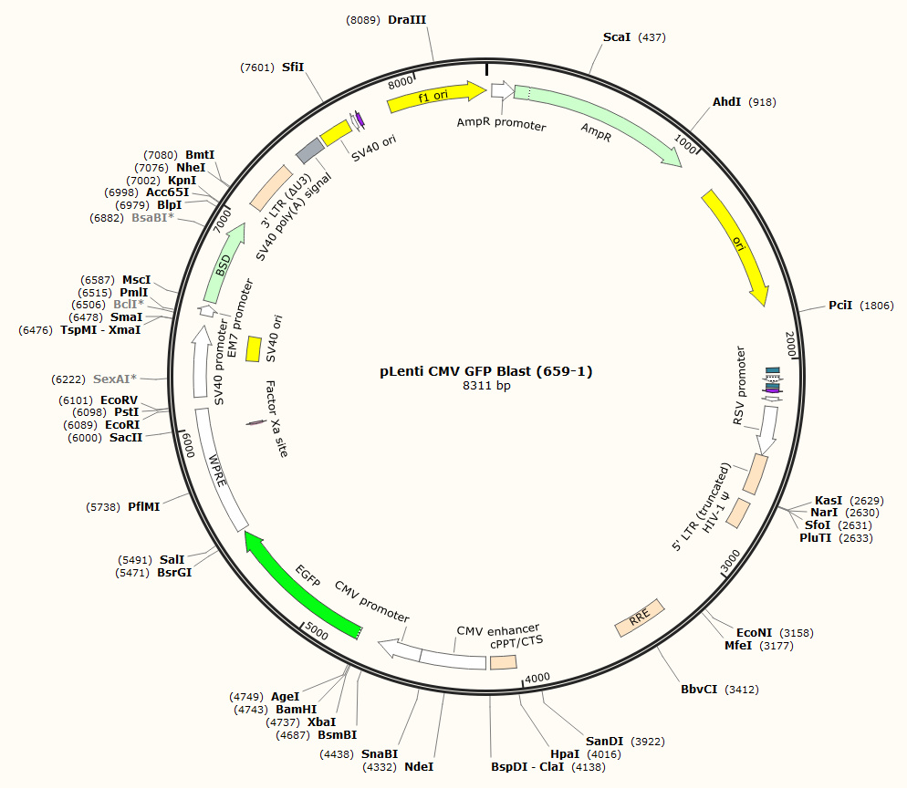pLenti CMV GFP Blast (659-1)