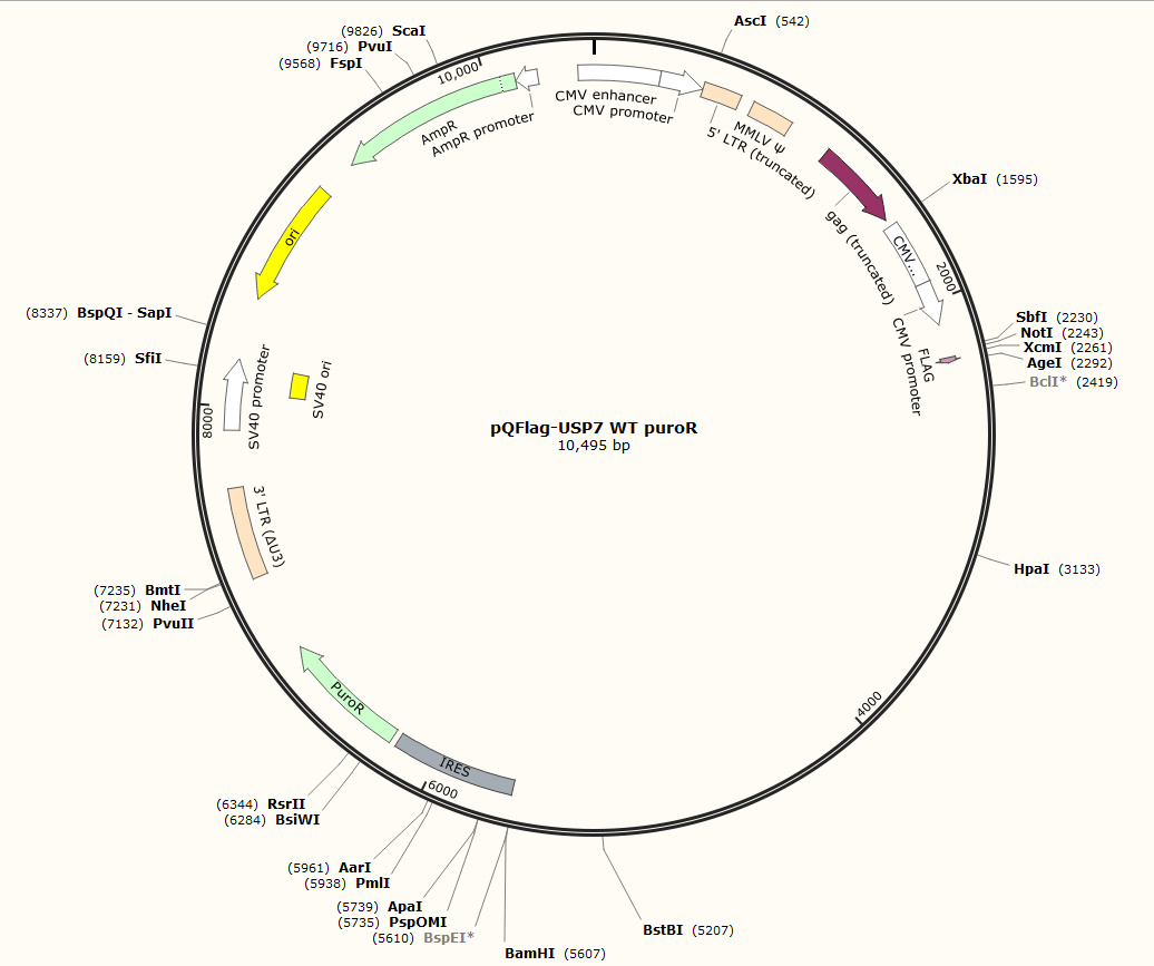 pQFlag-USP7 WT puroR