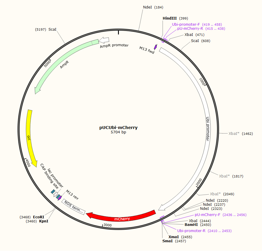 pUCUbi-mCherry