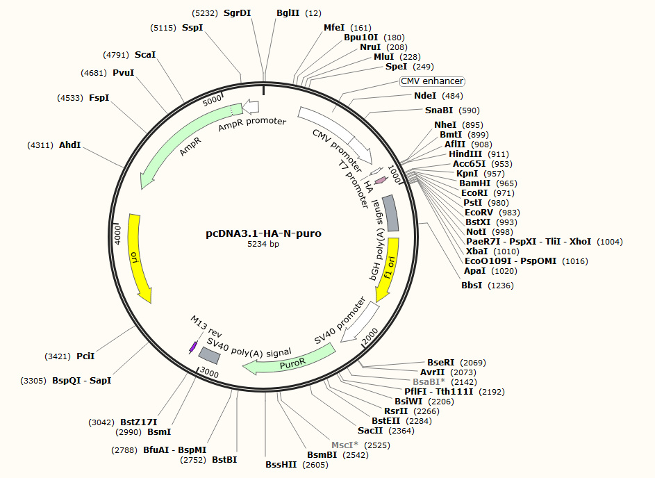 pcDNA3.1-HA-N-puro