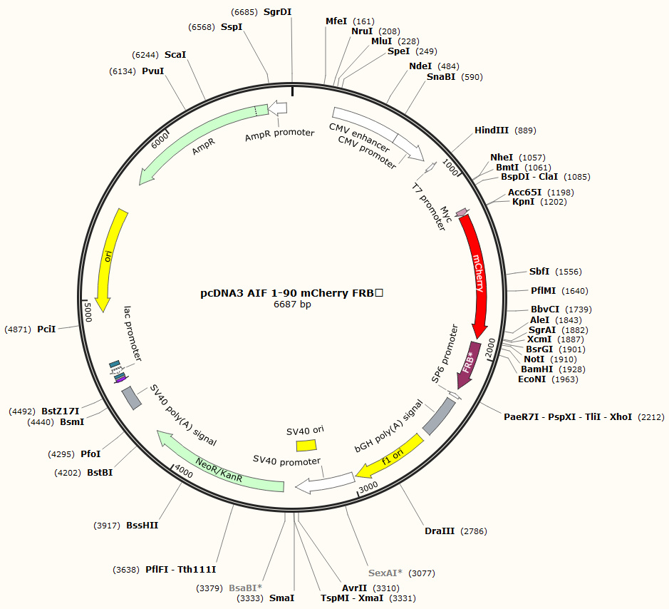 pcDNA3 AIF 1-90 mCherry FRB