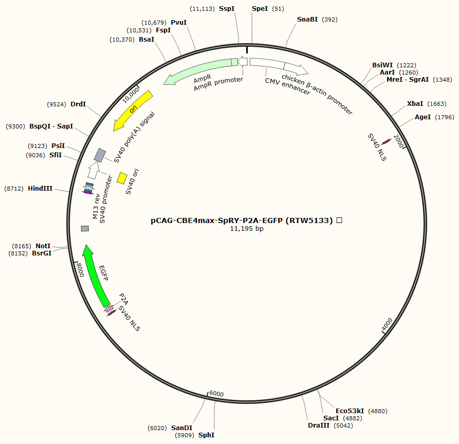 pCAG-CBE4max-SpRY-P2A-EGFP (RTW5133)