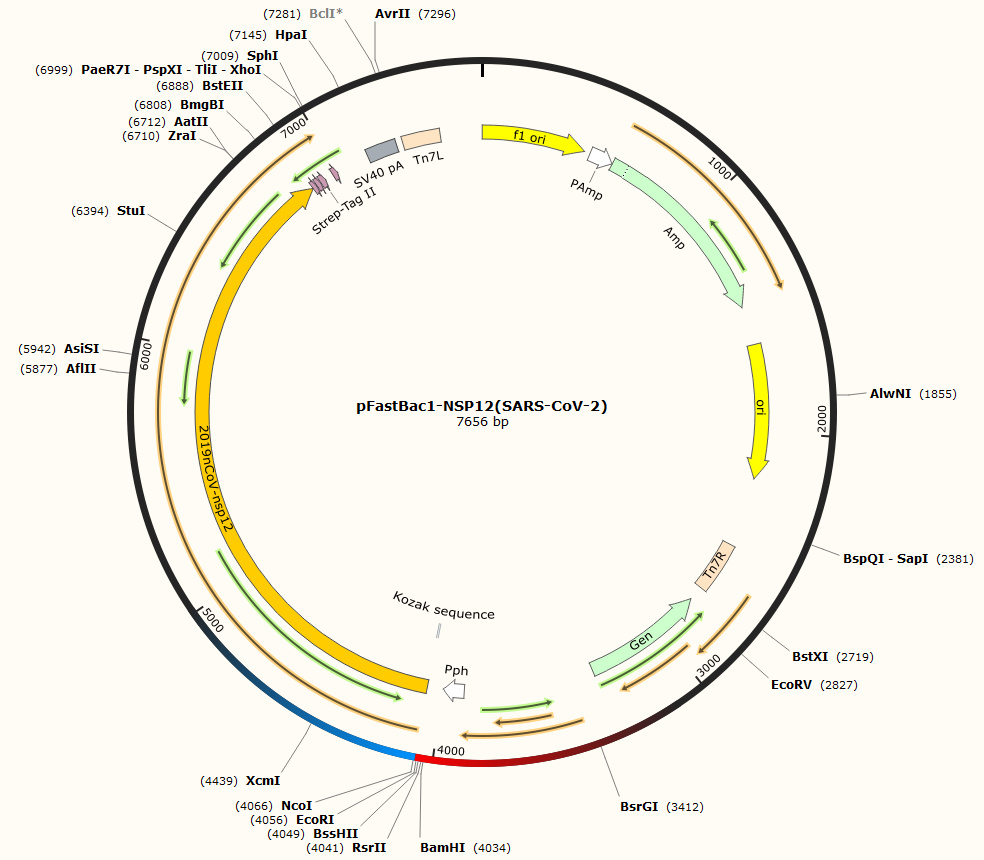 pFastBac1-NSP12(SARS-CoV-2)
