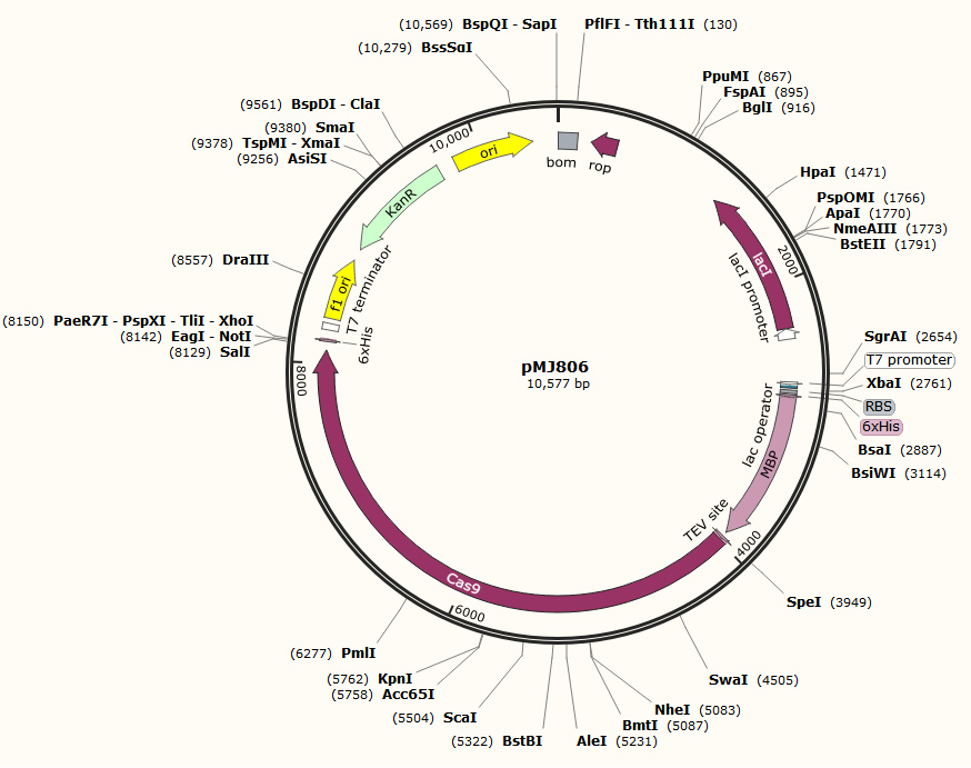 pMJ806