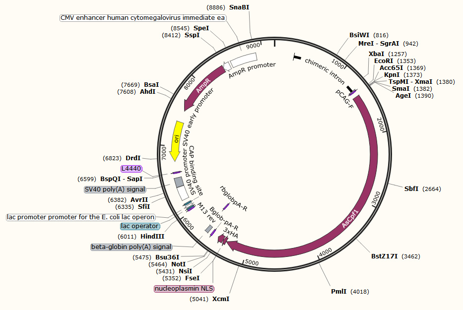 pCAG-enAsCas12a-HF1(E174R-N282A-S542R-K548R)-NLS(nuc)-3xHA(AAS1815)