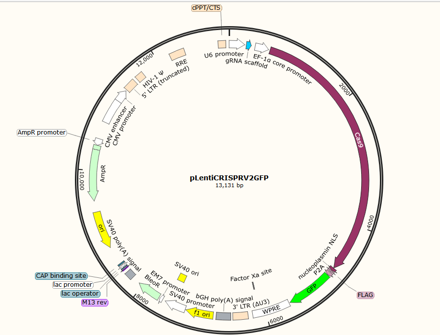 pLentiCRISPRV2GFP