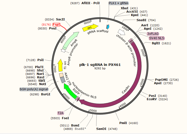 plk-1 sgRNA in PX461