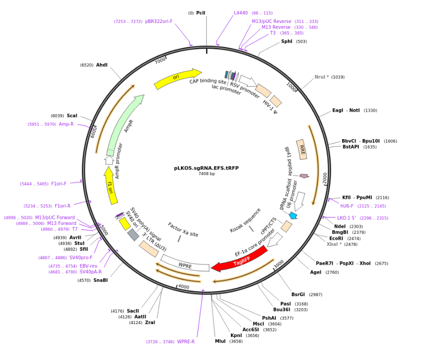 pLKO5.sgRNA.EFS.tRFP