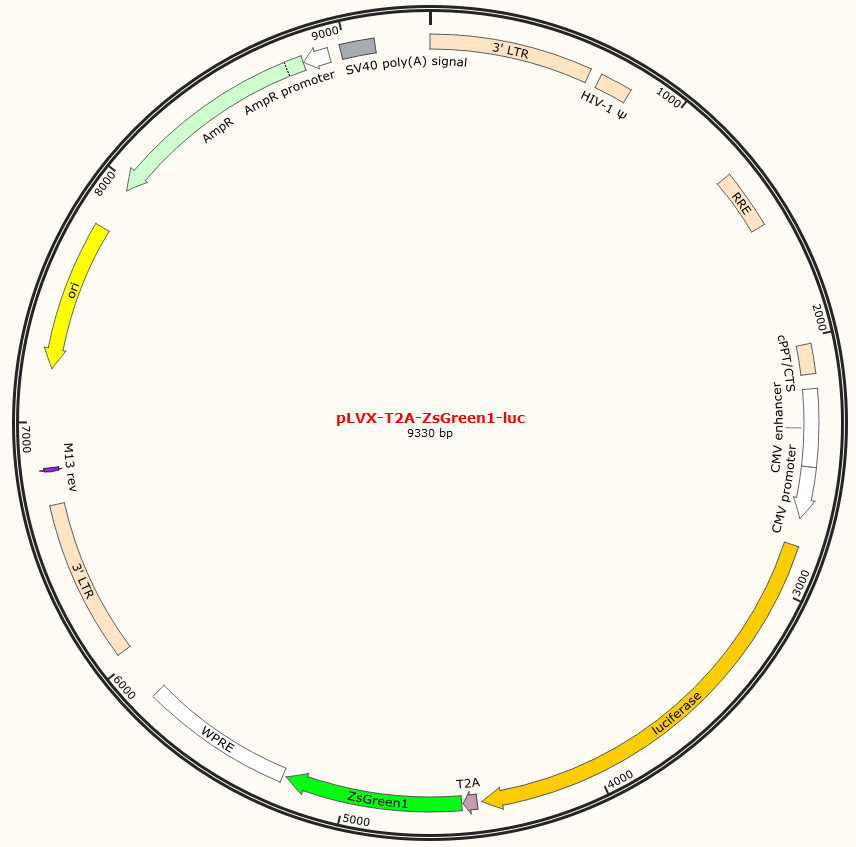 pLVX-TA2-ZsGreen1-luc
